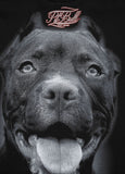 Bluza z kapturem Pitbull IR